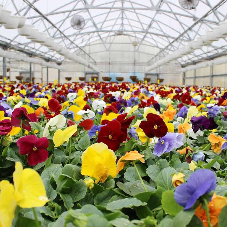 Different-colored flowers inside a greenhouse